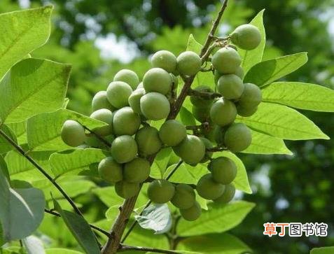 无患子洗脸的副作用