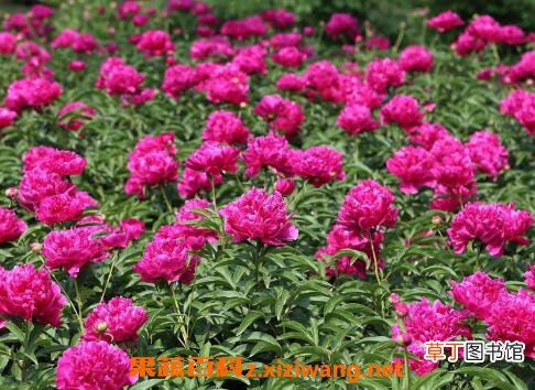 盆栽牡丹花怎么养 家庭盆栽牡丹种植方法