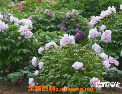 盆栽牡丹花怎么养 家庭盆栽牡丹种植方法
