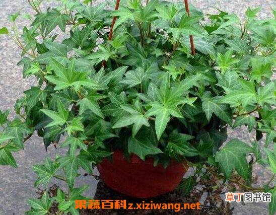 常春藤怎么养长得快 常春藤水培怎么生根快