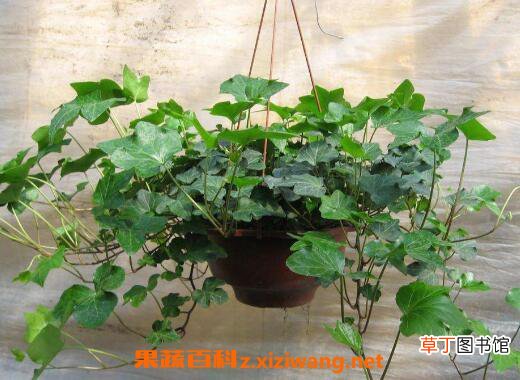 常春藤怎么养长得快 常春藤水培怎么生根快