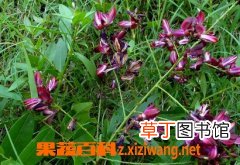 鸡血藤的功效与作用