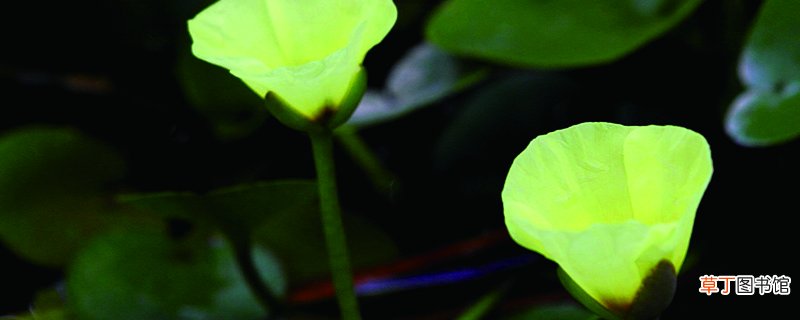 水罂粟怎么养殖