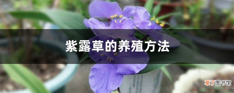 紫露草的养殖方法
