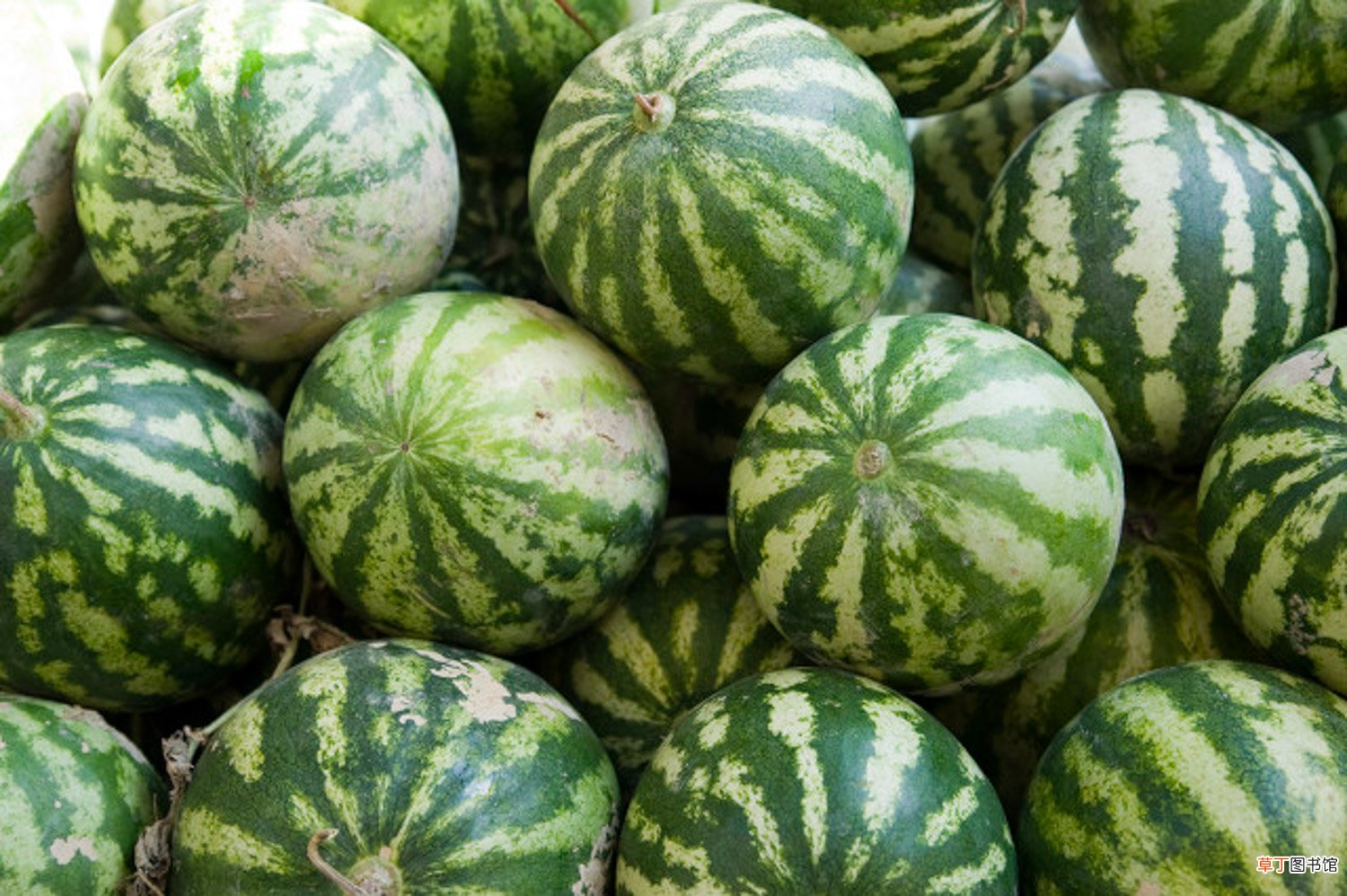 西瓜皮椒草怎么养长得好