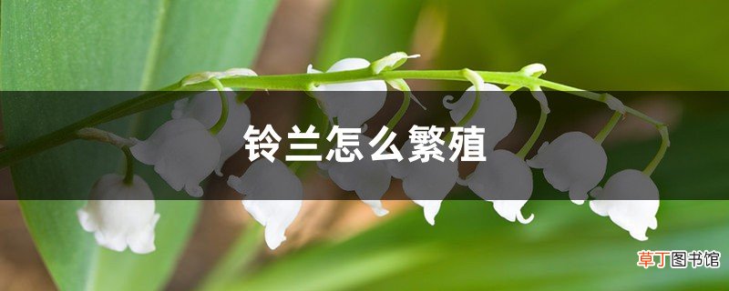 铃兰怎么繁殖