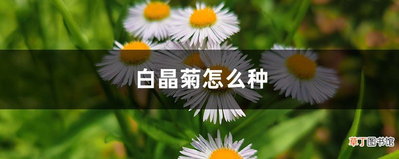 白晶菊怎么种