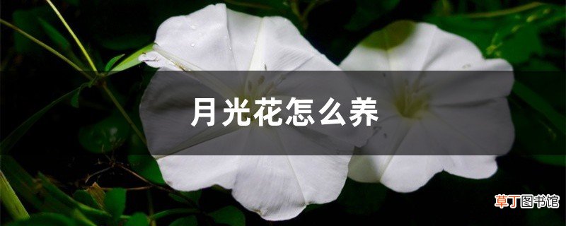 月光花怎么养
