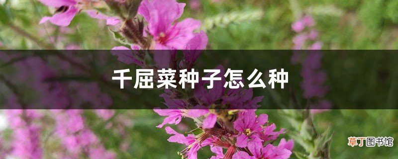 千屈菜种子怎么种