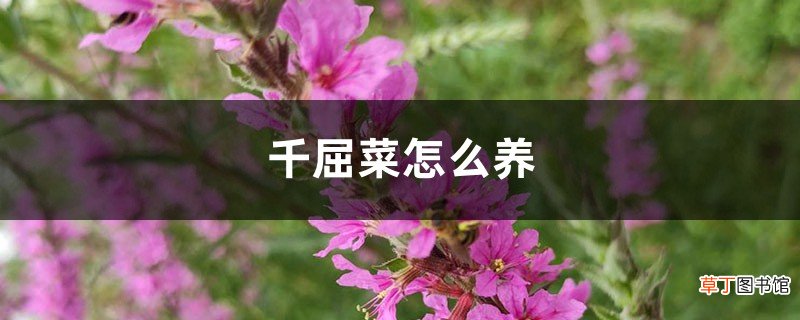 千屈菜怎么养