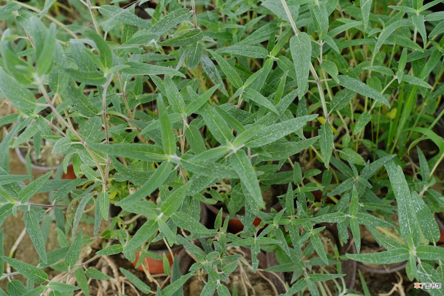 千屈菜怎么养