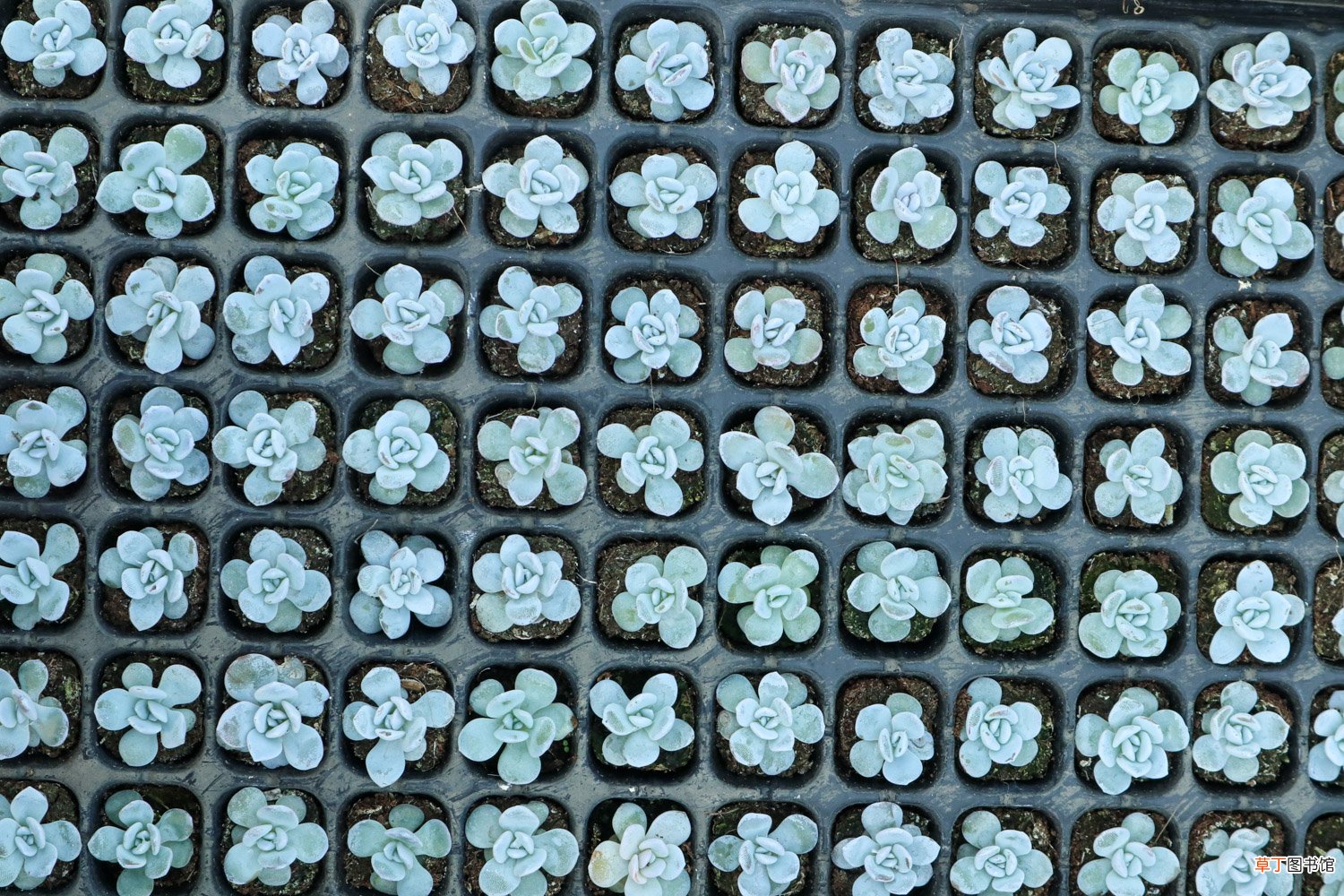 多肉植物温度低冻伤处理方法
