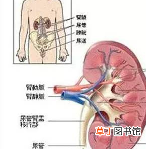 尿路感染吃什么药最好 尿路感染吃什么药疗效好