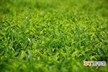 茶叶问什么是干的 绿茶为什么叫绿茶