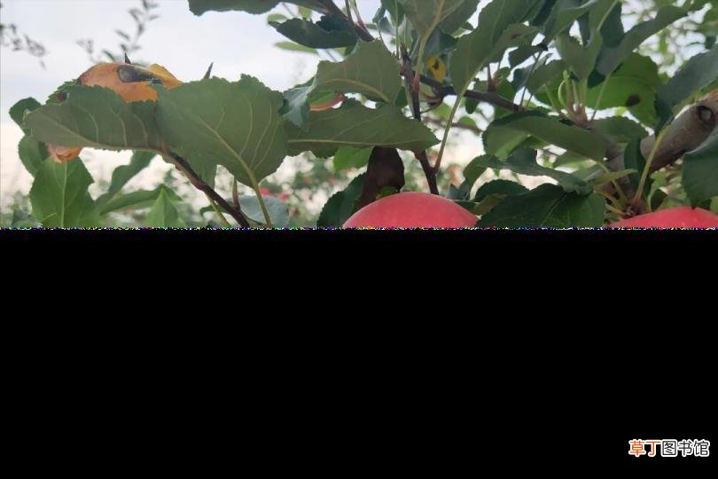 苹果为何贵 今年苹果为什么那么贵