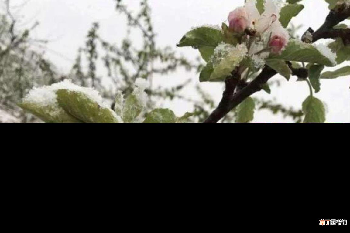 苹果为何贵 今年苹果为什么那么贵