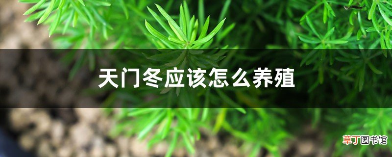 天门冬应该怎么养殖