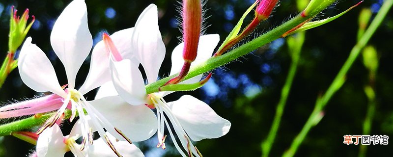 千鸟花该怎么养