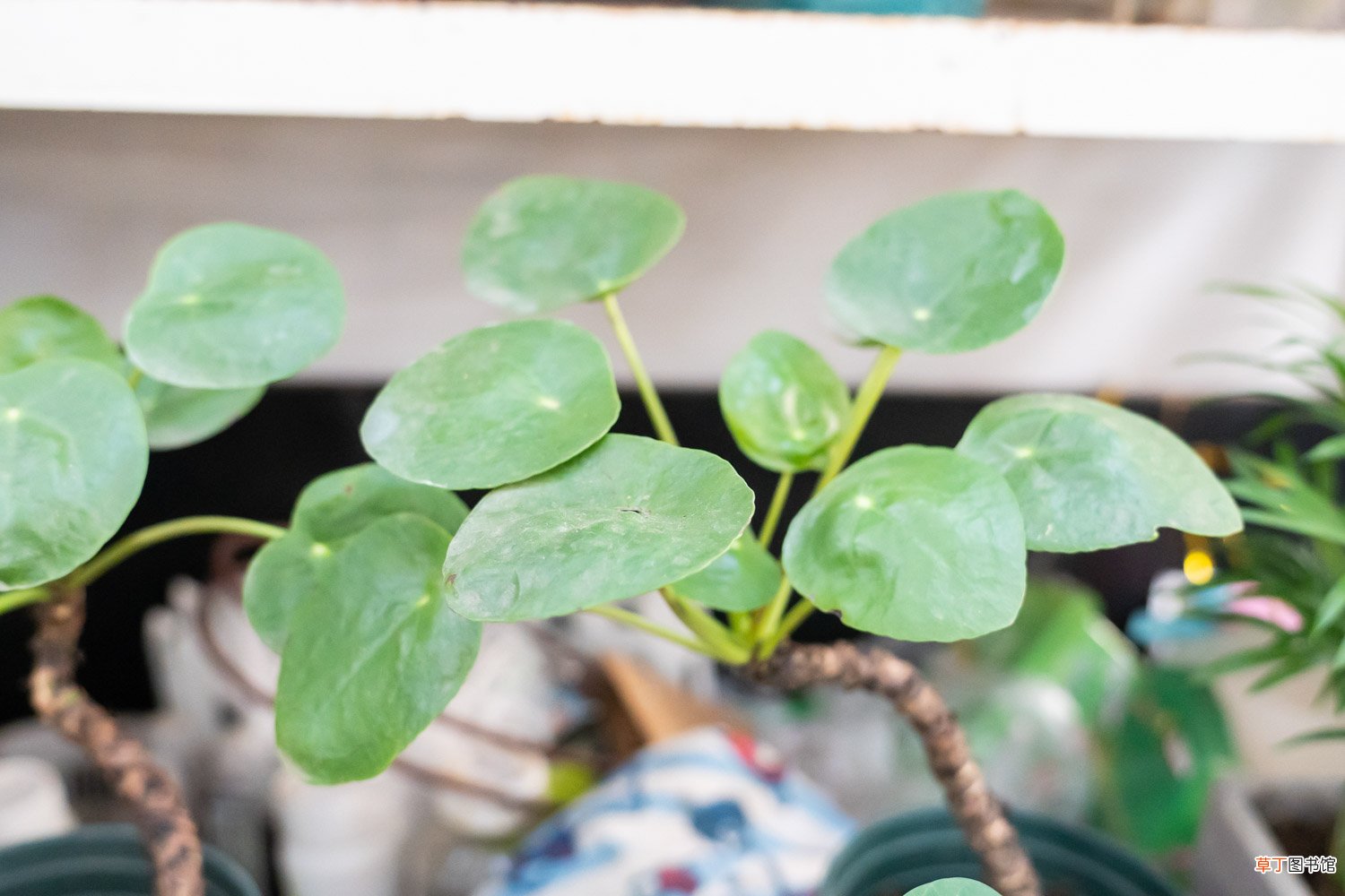 镜面草怎么养