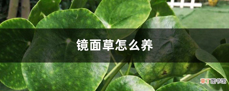 镜面草怎么养