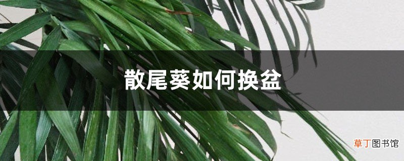 散尾葵如何换盆
