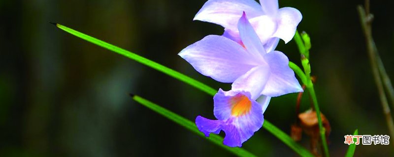 竹叶兰盆栽怎么养