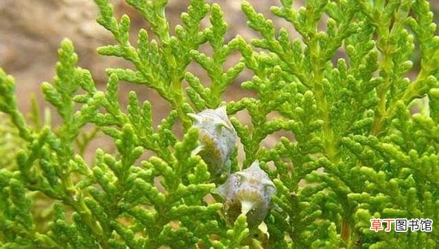 盐碱地适合种植哪些树木 盐碱地能种植的树木