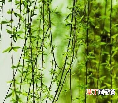 盐碱地适合种植哪些树木 盐碱地能种植的树木