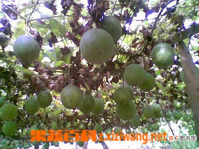 瓜蒌是什么 瓜蒌的功效与作用
