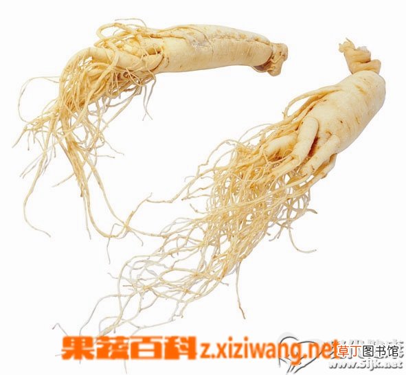 人参的功效与作用 吃人参的好处