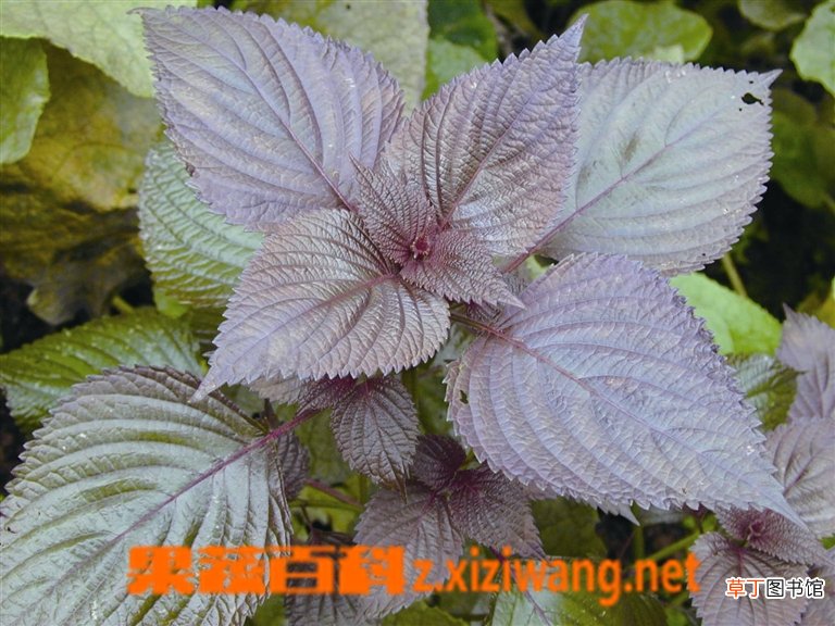 紫苏叶药用价值和功效与作用