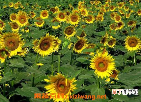 葵花怎么种 葵花的种植方法技巧
