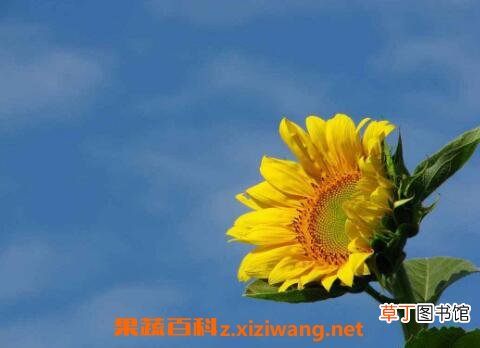 葵花怎么种 葵花的种植方法技巧