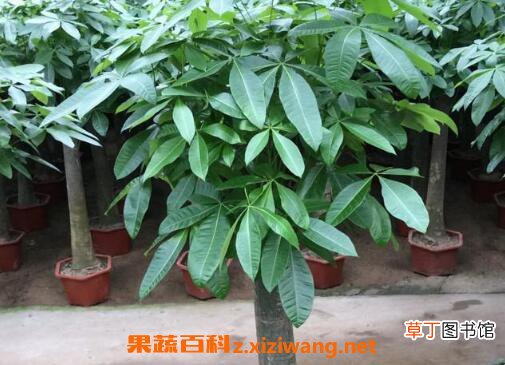 怎样栽培发财树 发财树浇水的正确方法
