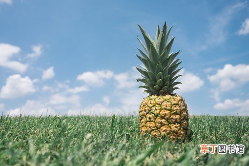 凤梨是不是菠萝