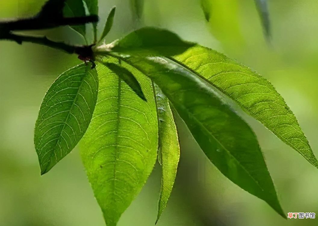 狗身上有跳蚤怎么办 狗狗跳蚤太多怎么办？