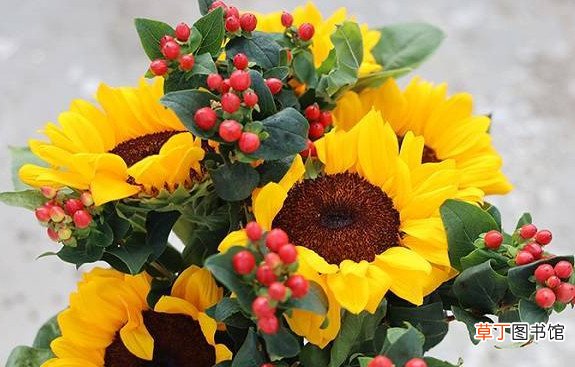 送给老师应该送什么花 教师节送什么花给老师比较适合