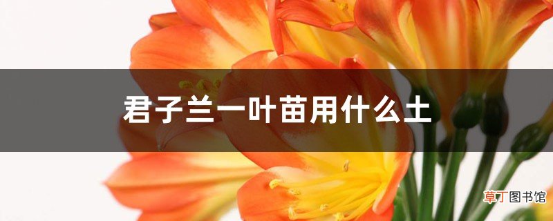 君子兰一叶苗用什么土