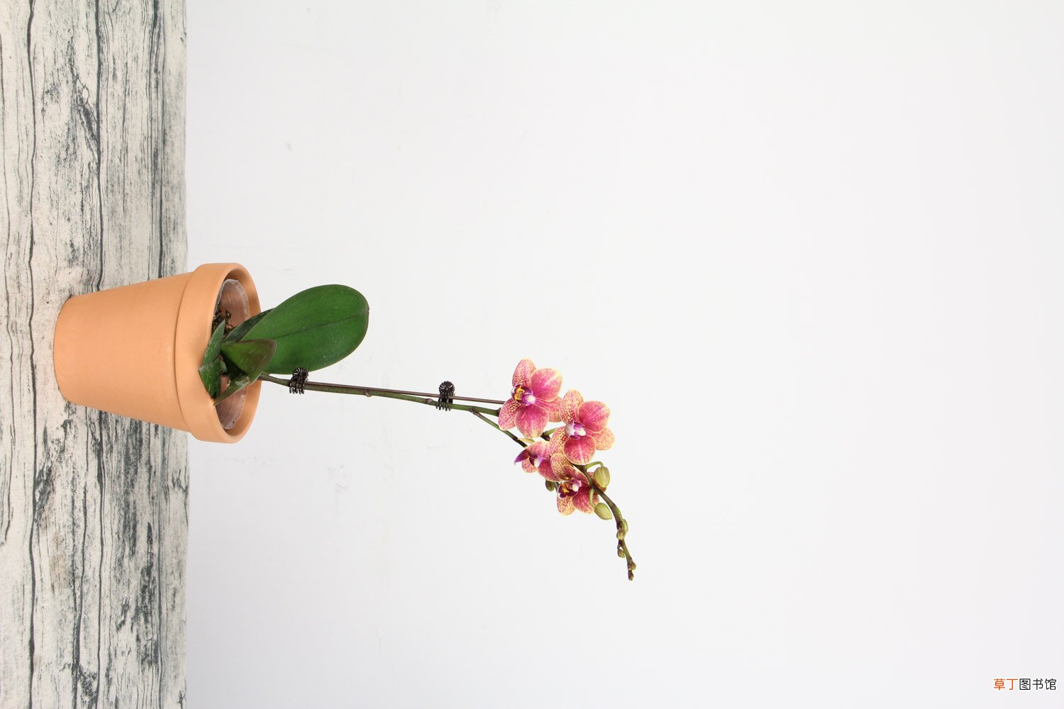 蝴蝶兰开花期怎么浇水