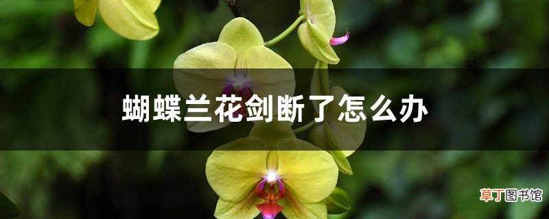 蝴蝶兰花剑断了怎么办