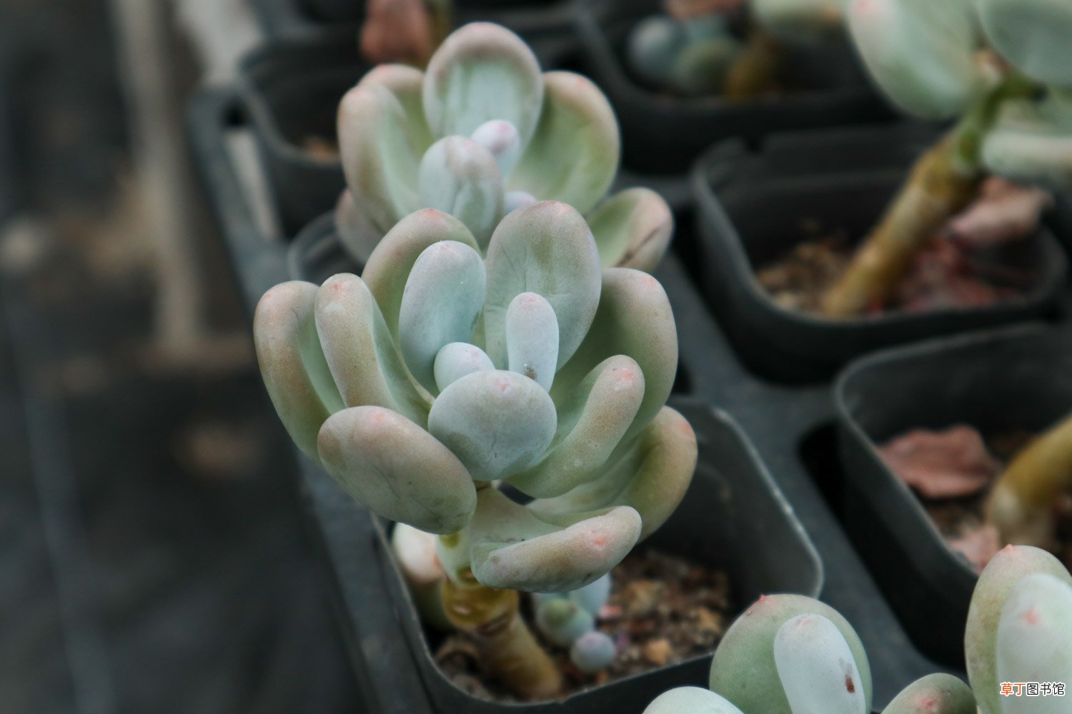 种植多肉植物用什么土