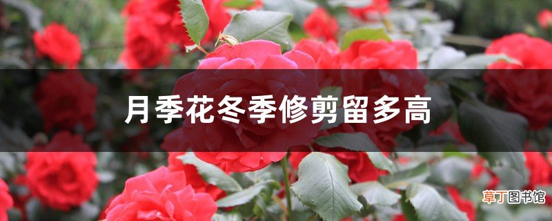 月季花冬季修剪留多高