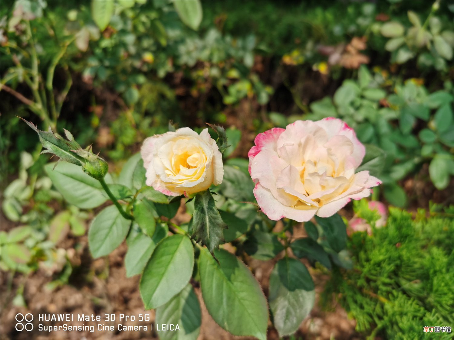 月季花冬季修剪留多高