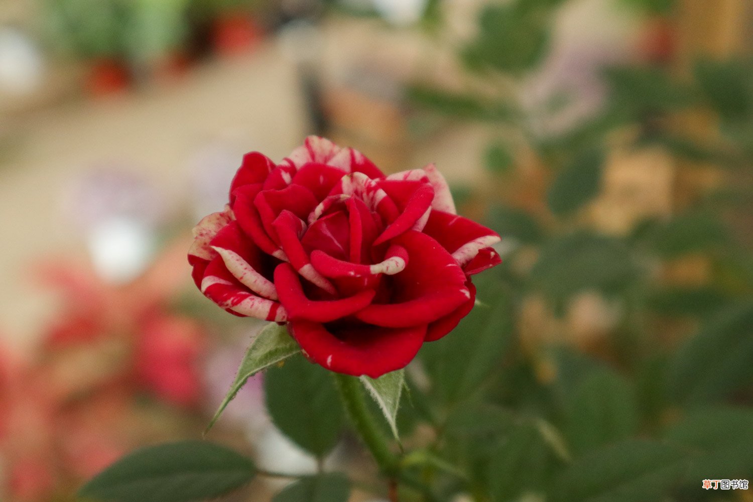 小盆栽月季花怎么养殖