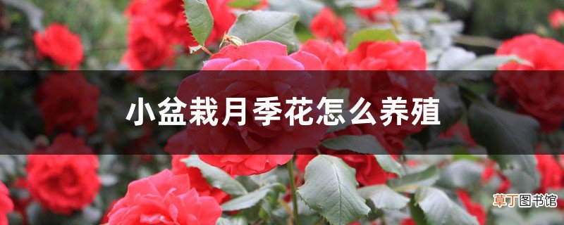 小盆栽月季花怎么养殖