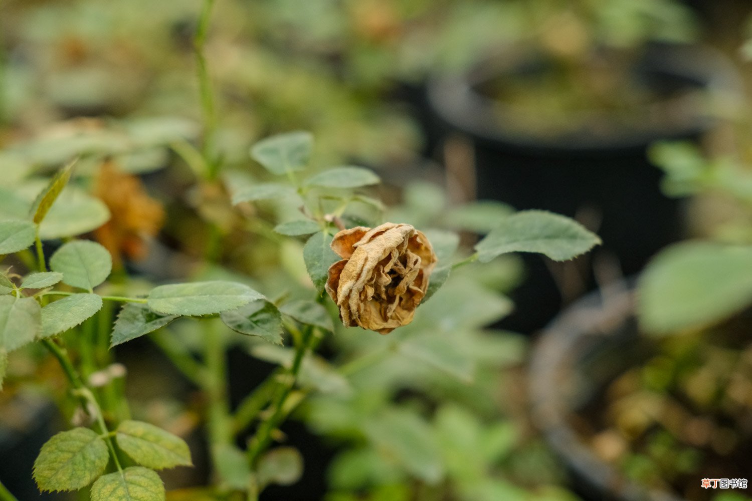 小盆栽月季花怎么养殖