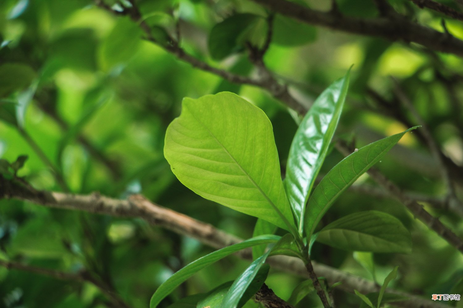 盆栽栀子花冬天怎么养