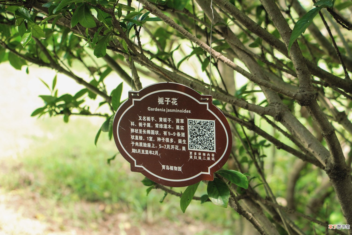 盆栽栀子花冬天怎么养