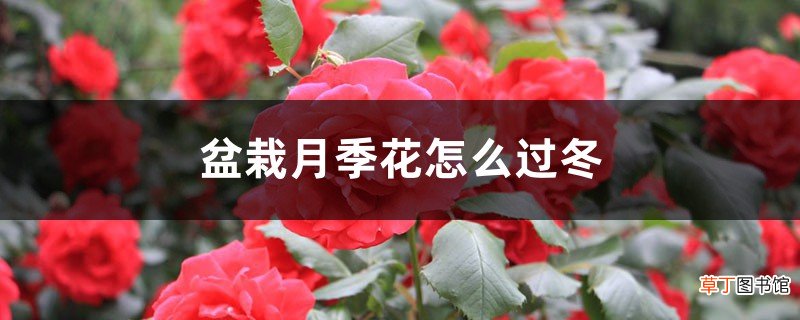 盆栽月季花怎么过冬