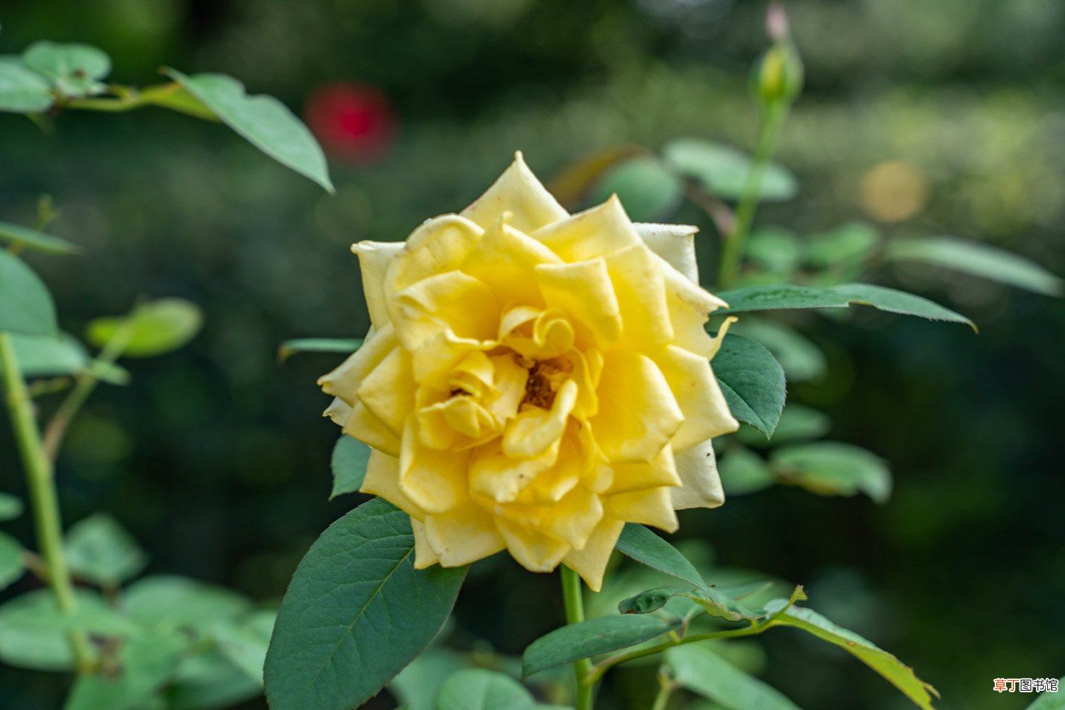 盆栽月季花怎么过冬